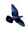 oiseau